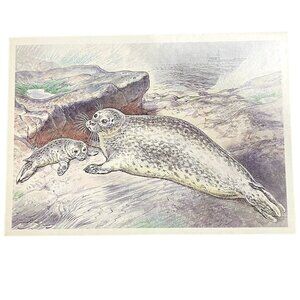 Baltic Seal Postcard By V. A. Guriyev 1989 USSR Vintage Art Print Illustration u